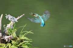 ウチョウランとカワセミ