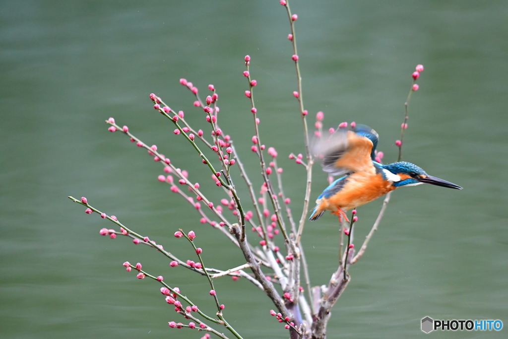 紅梅とカワセミ