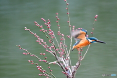 紅梅とカワセミ