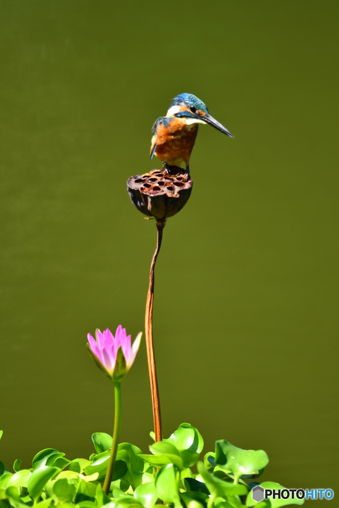 ハスの実とカワセミ