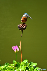 ハスの実とカワセミ