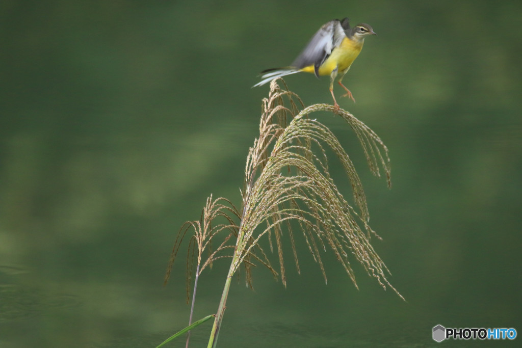 ススキとキセキレイ