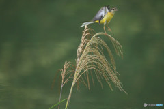 ススキとキセキレイ