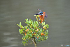 キンズとカワセミ