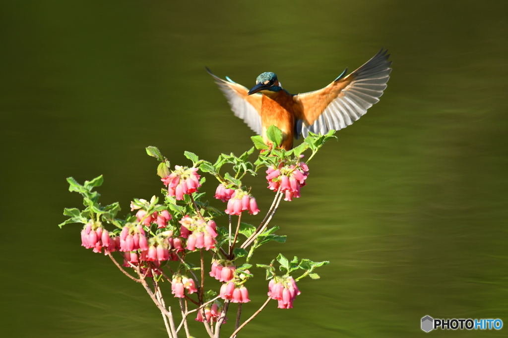 箱根ツリガネツツジとカワセミ