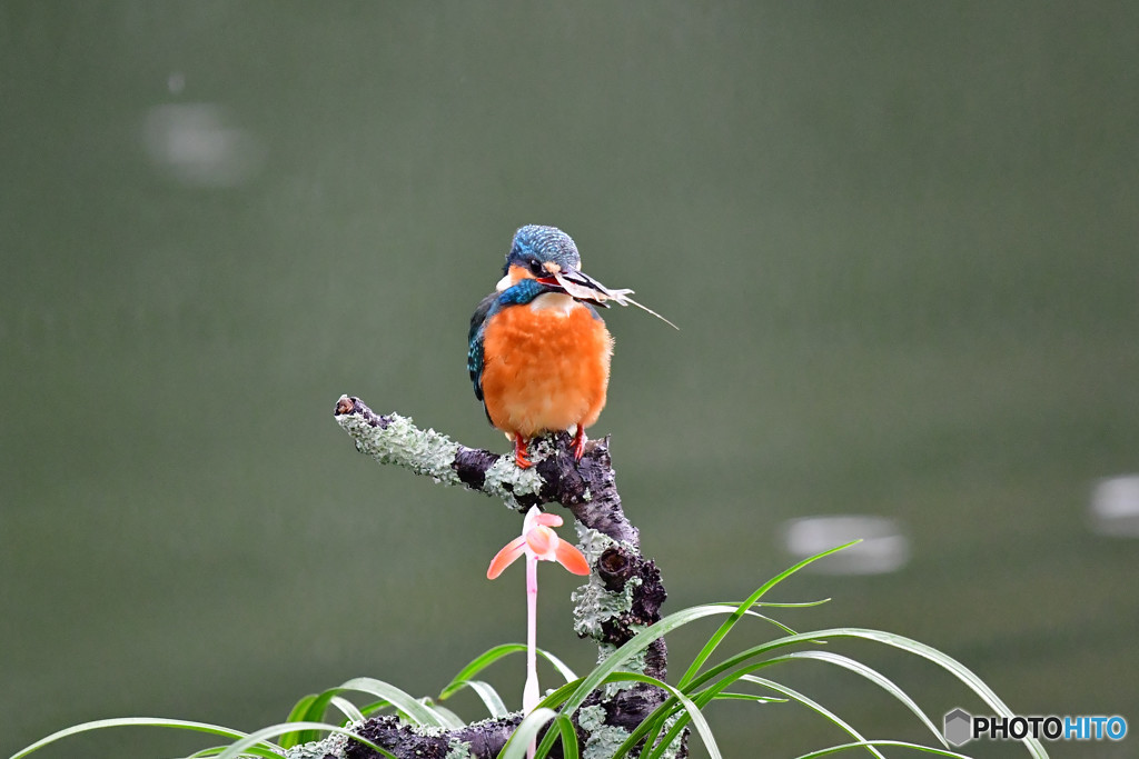 春蘭とカワセミ