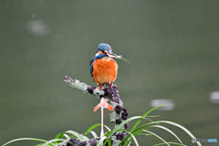 春蘭とカワセミ