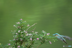 キハギとカワセミ