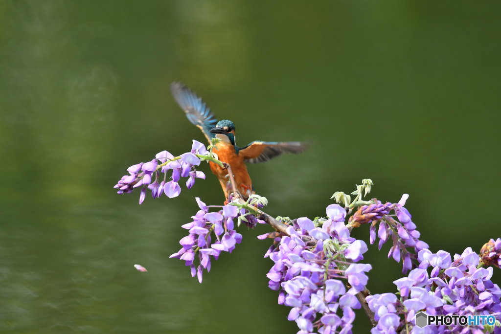フジの花とカワセミ