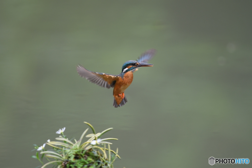 フウランとカワセミ