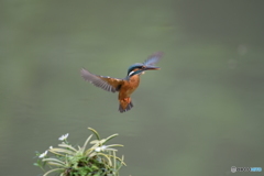 フウランとカワセミ