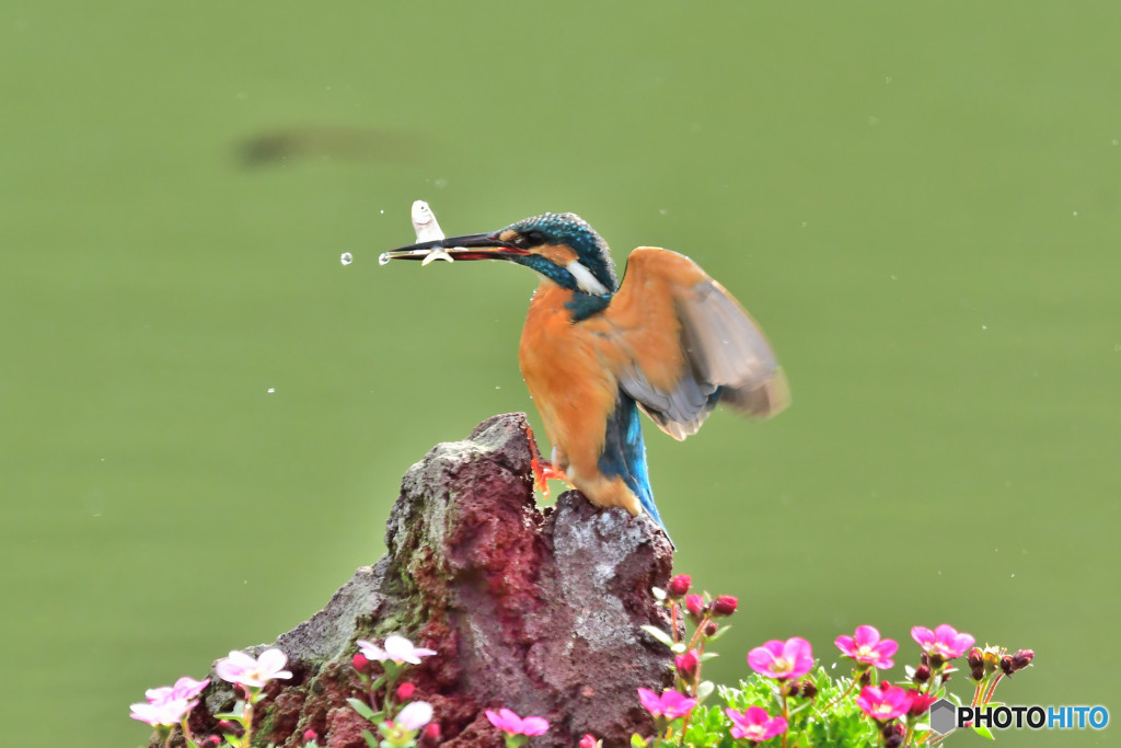 雲間草とカワセミ
