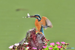 雲間草とカワセミ
