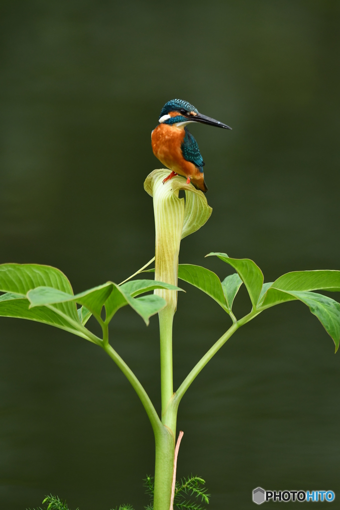 マムシグサとカワセミ