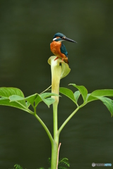 マムシグサとカワセミ