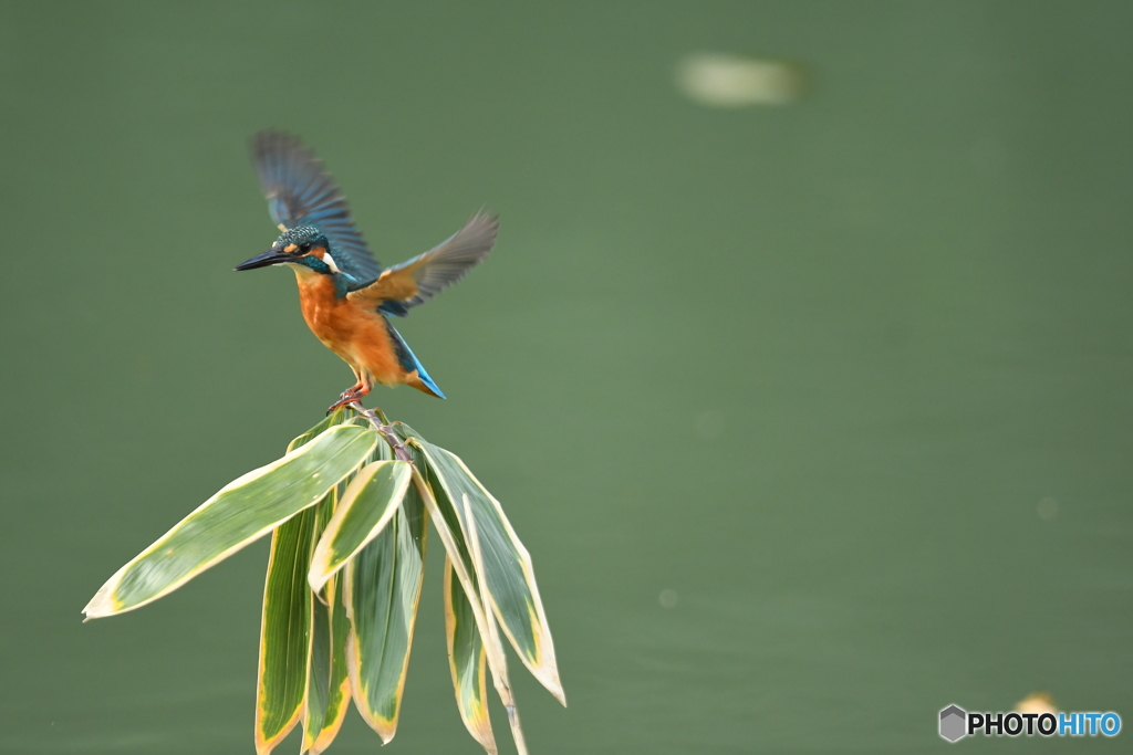 クマザサとカワセミ