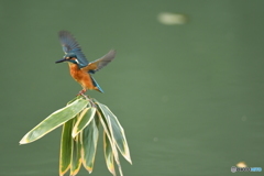 クマザサとカワセミ