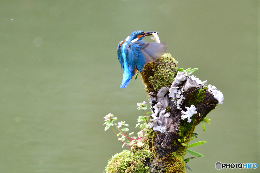 コケとカワセミ