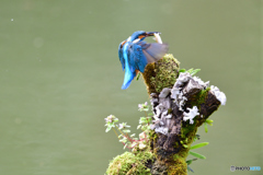 コケとカワセミ