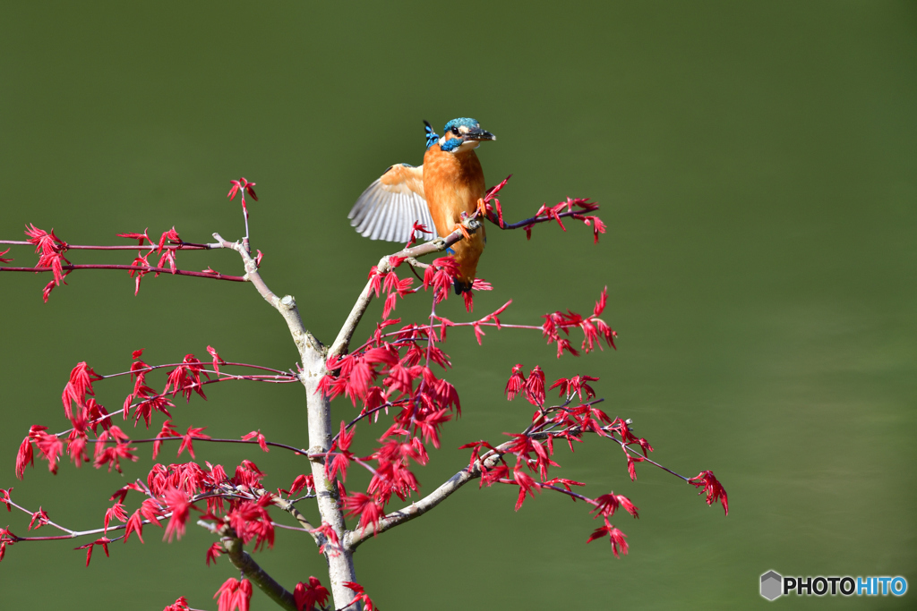紅葉とカワセミ