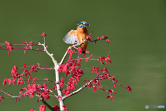 紅葉とカワセミ