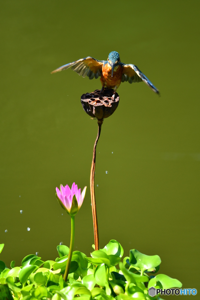ハスの実とカワセミ