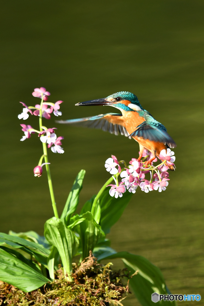 エビネランとカワセミ