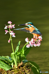 エビネランとカワセミ