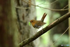 餌を運ぶコマドリ