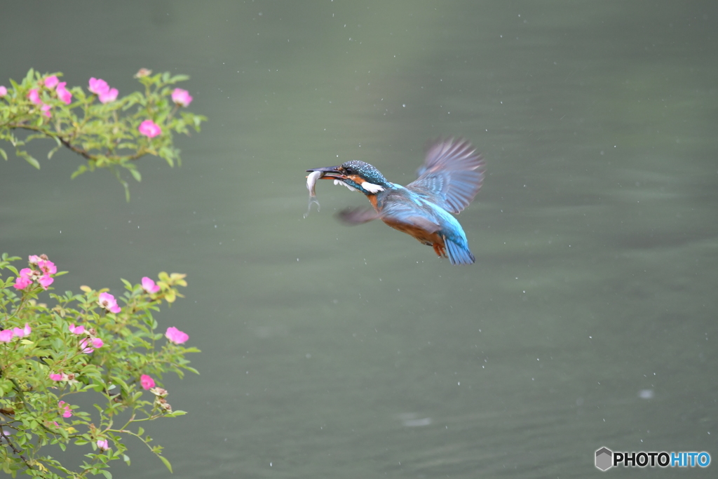 野バラとカワセミ
