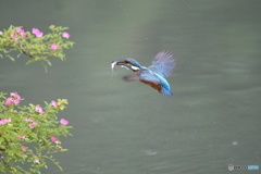 野バラとカワセミ