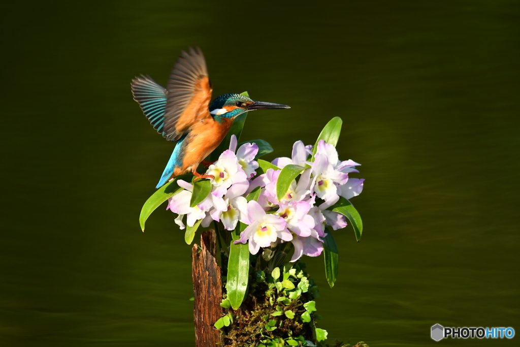 デンドロビウムとカワセミ