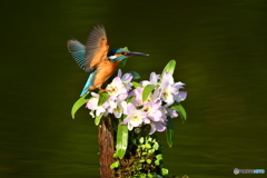 デンドロビウムとカワセミ