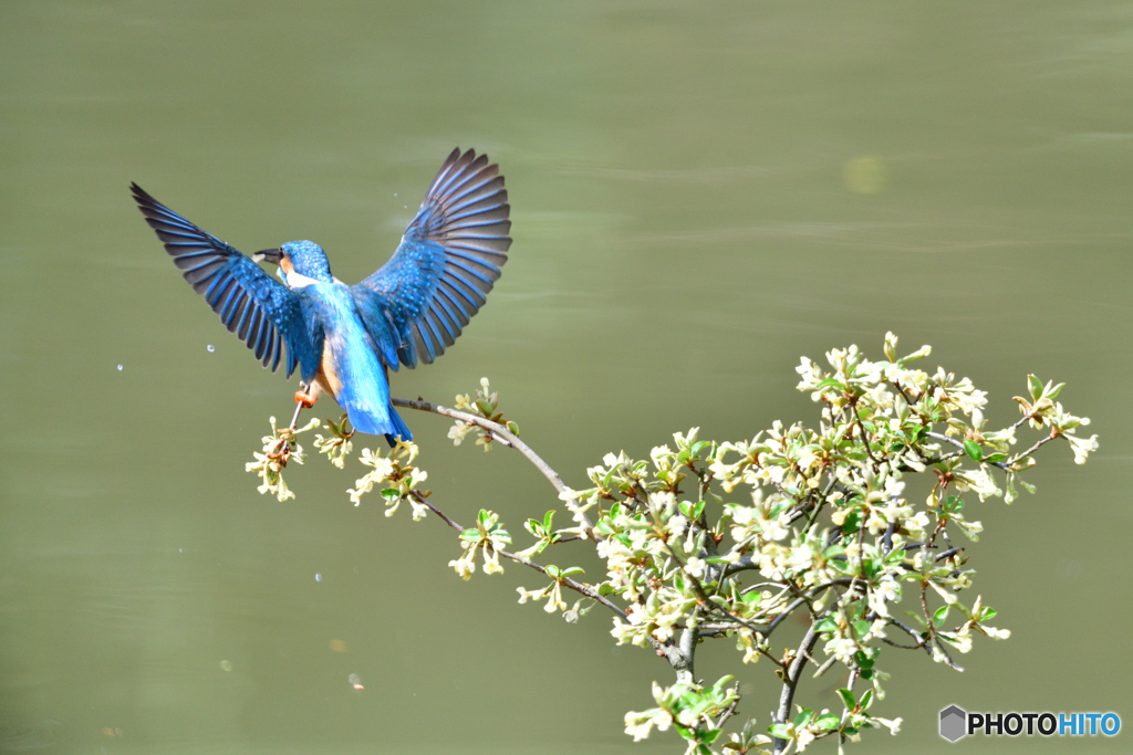 グミの花とカワセミ