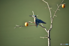 柿とカワセミ