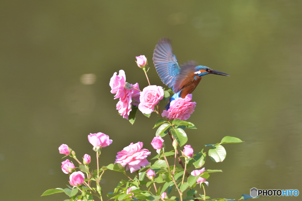 バラとカワセミ