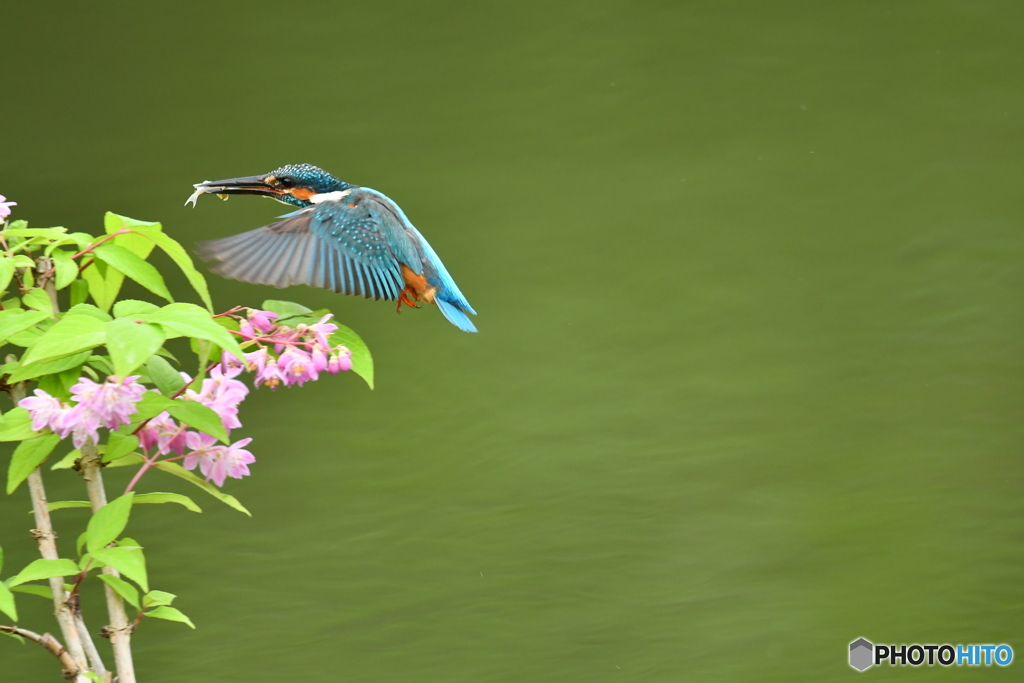 紅ウツギとカワセミ