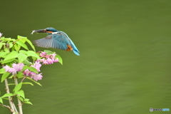 紅ウツギとカワセミ