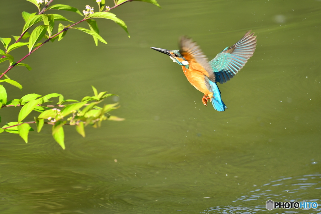 紫式部とカワセミ
