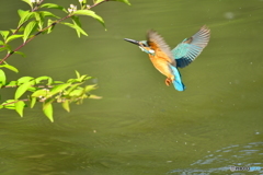 紫式部とカワセミ