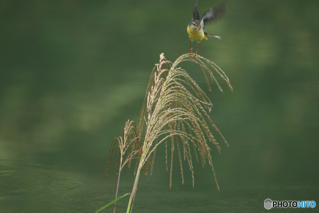 ススキとキセキレイ
