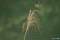 ススキとキセキレイ