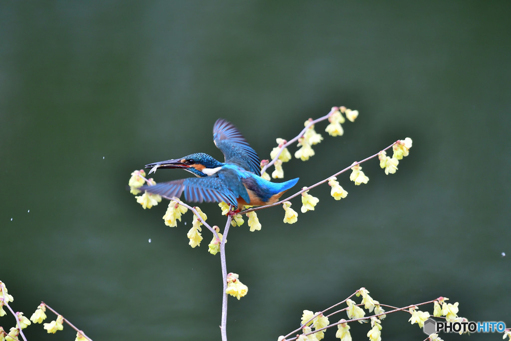 日向ミズキとカワセミ