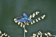 日向ミズキとカワセミ