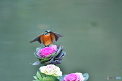 葉ボタンとカワセミ