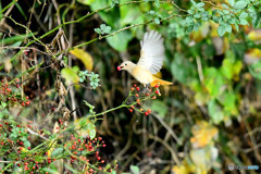 野バラの実とジョウビタキ