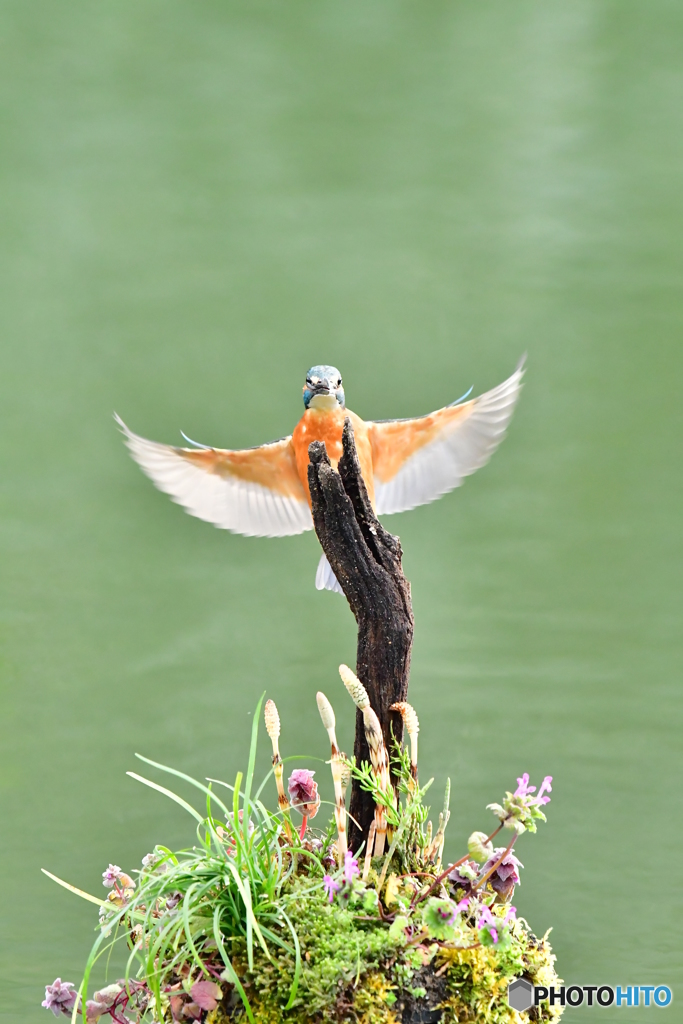 土筆とカワセミ