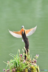 土筆とカワセミ