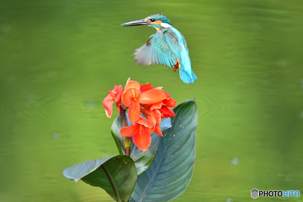 カンナとカワセミ