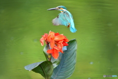 カンナとカワセミ